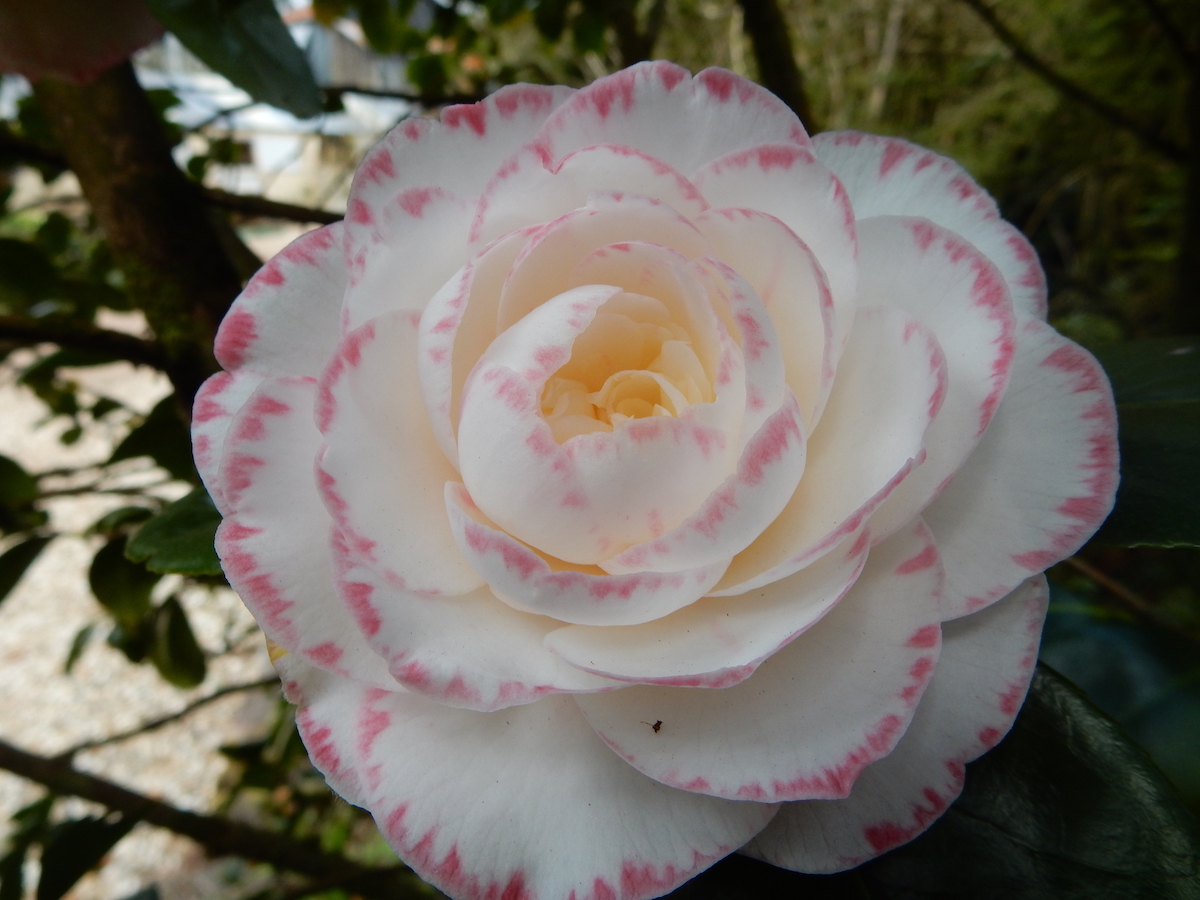 Margaret Davis